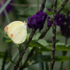 Abaeis mexicana