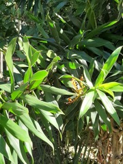 Dracaena usambarensis