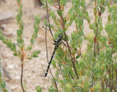 Eusynthemis brevistyla