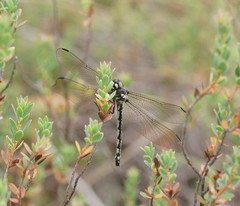 Eusynthemis brevistyla