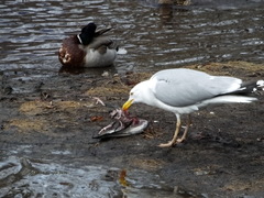 Larus argentatus