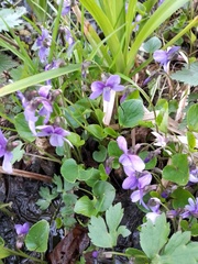 Viola uliginosa