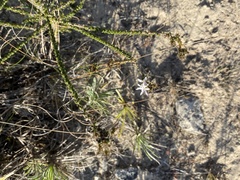 Wahlenbergia calcarea