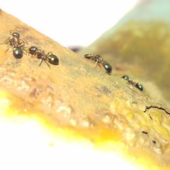 Dolichoderus quadripunctatus