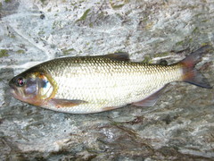 Brycon henni