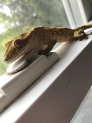 Correlophus ciliatus