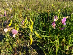 Lathyrus digitatus