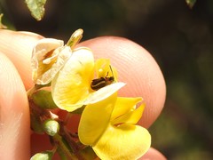Disonycha argentinensis