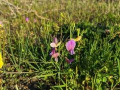 Lathyrus digitatus