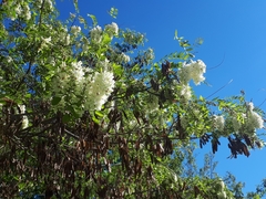 Robinia pseudoacacia