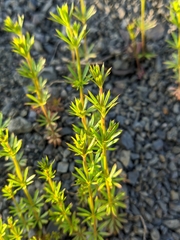 Galium tenuissimum