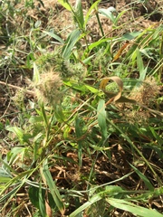 Setaria verticillata image