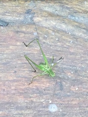 Phaneropterinae