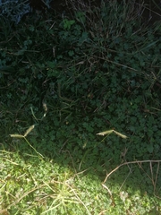 Dactyloctenium australe