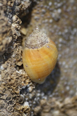 Nucella lapillus