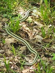 Thamnophis sirtalis annectens