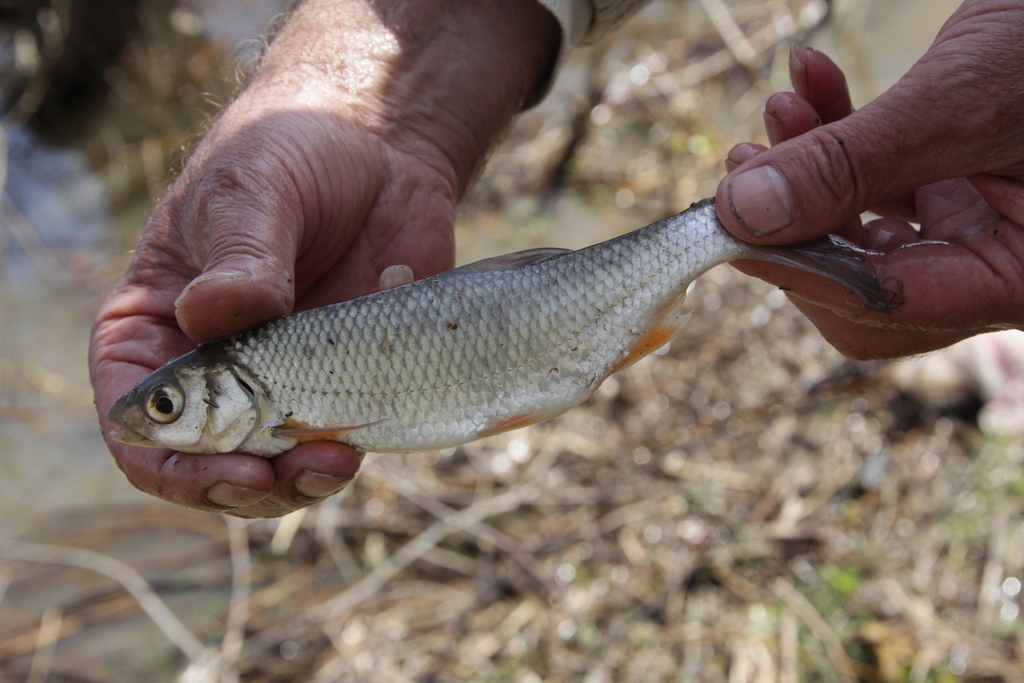 Baikal dace (Leuciscus baicalensis) — Cyprinidae