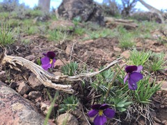 Viola trinervata