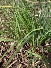 Chlorophytum saundersiae