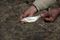 Leuciscus baicalensis