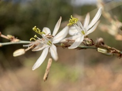 Chlorophytum saundersiae