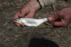 Leuciscus baicalensis