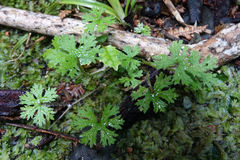 Hydrocotyle dissecta