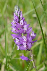Polygala amara