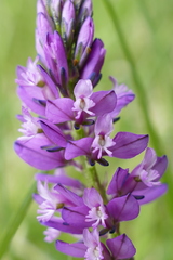 Polygala amara