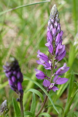 Polygala amara