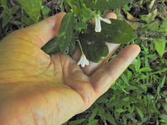 Rhinacanthus gracilis