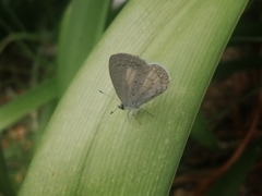 Celastrina echo gozora