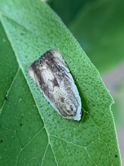 Tachosa brunnescens