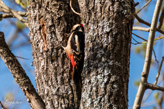 Dendrocopos major
