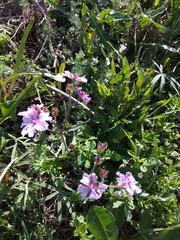 Geranium linearilobum