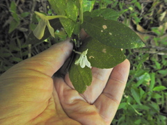 Rhinacanthus gracilis