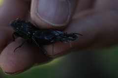 Pachyodontus languidus