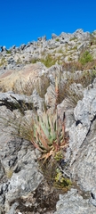 Aloe succotrina