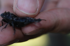 Pachyodontus languidus