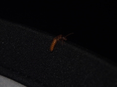 Coptotermes formosanus