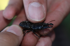 Pachyodontus languidus