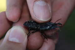 Pachyodontus languidus