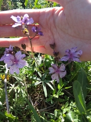 Geranium linearilobum