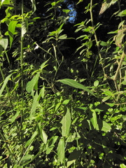 Rhinacanthus gracilis