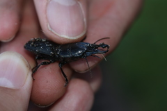 Pachyodontus languidus