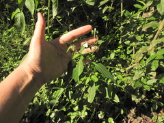 Rhinacanthus gracilis