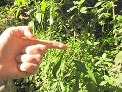 Rhinacanthus gracilis