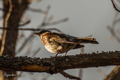 Turdus pilaris