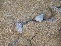 Image of Echinolittorina natalensis