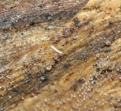 Pauropoda
